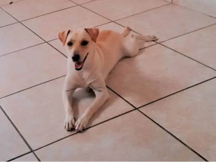 Cachorro ra a SRD-ViraLata idade 2 a 6 meses nome Luna