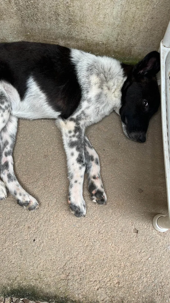 Cachorro ra a SRD-ViraLata idade 1 ano nome Menininho