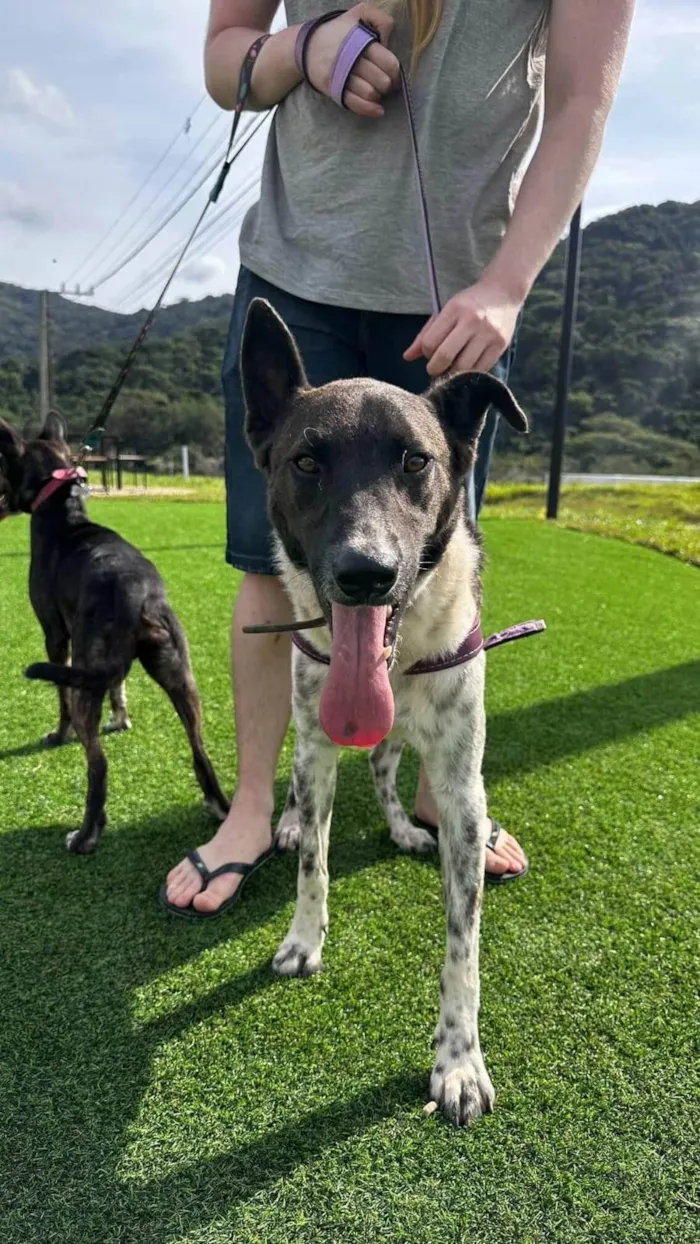 Cachorro ra a SRD-ViraLata idade 1 ano nome Menininho
