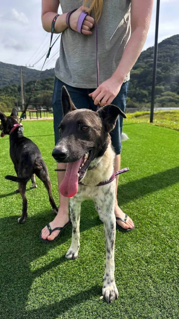 Cachorro ra a SRD-ViraLata idade 1 ano nome Menininho