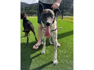 Cachorro raça SRD-ViraLata idade 1 ano nome Menininho