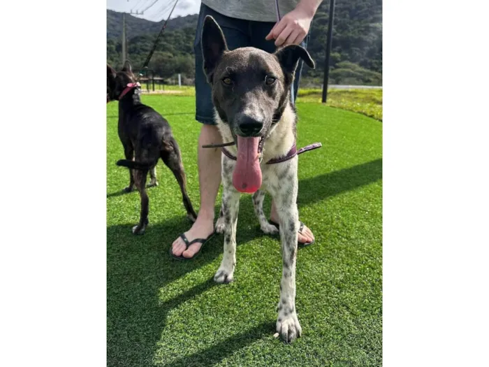 Cachorro ra a SRD-ViraLata idade 1 ano nome Menininho