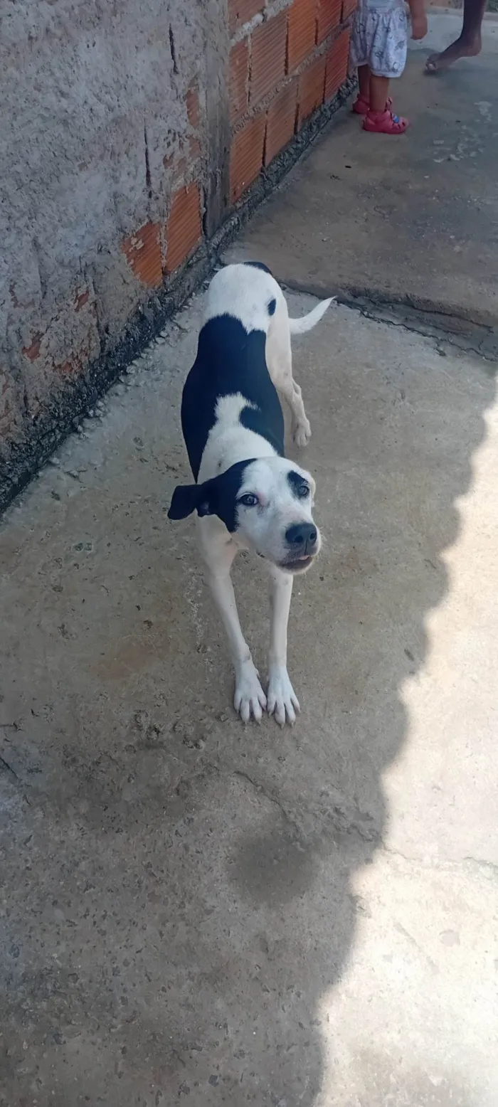 Cachorro ra a Dálmata idade 7 a 11 meses nome Ludmila 