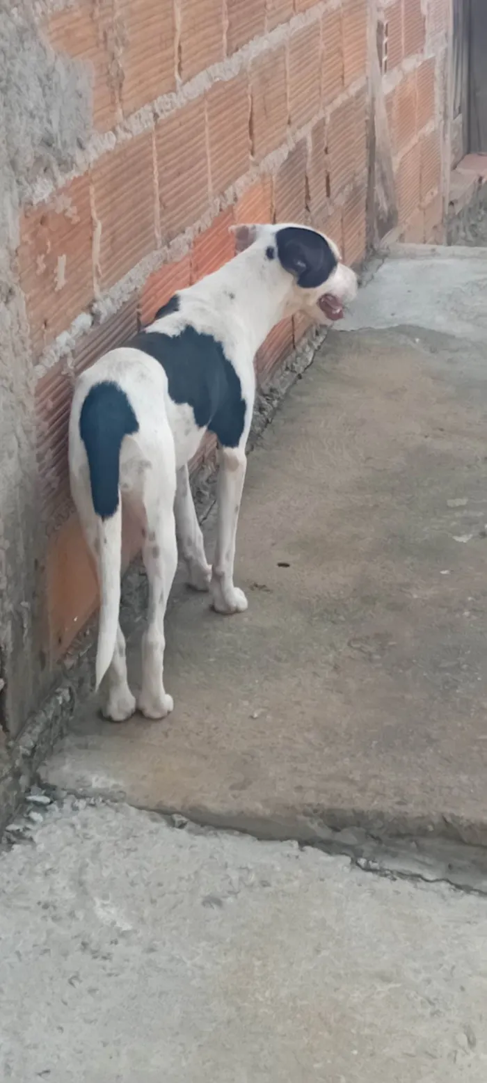 Cachorro ra a Dálmata idade 7 a 11 meses nome Ludmila 
