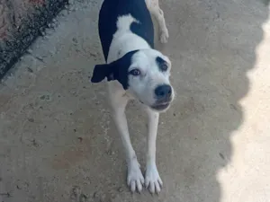 Cachorro raça Dálmata idade 7 a 11 meses nome Ludmila 