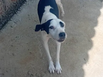 Cachorro raça Dálmata idade 7 a 11 meses nome Ludmila 