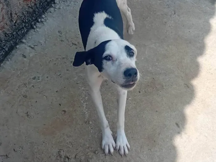 Cachorro ra a Dálmata idade 7 a 11 meses nome Ludmila 