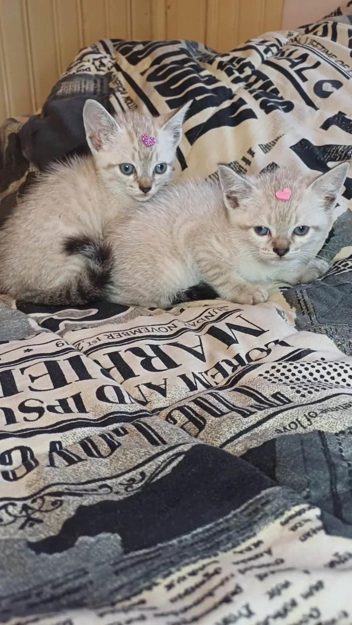 Gato ra a Siamês idade Abaixo de 2 meses nome Siamesas brancas adocao