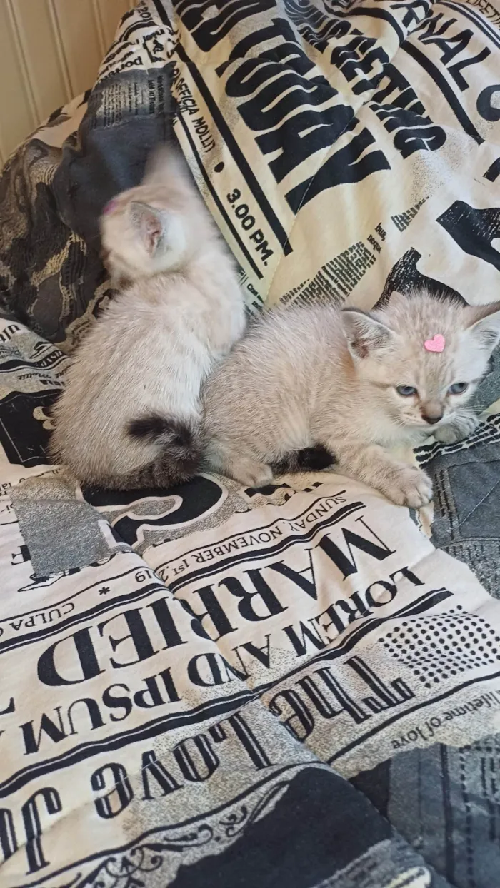 Gato ra a Siamês idade Abaixo de 2 meses nome Siamesas brancas adocao