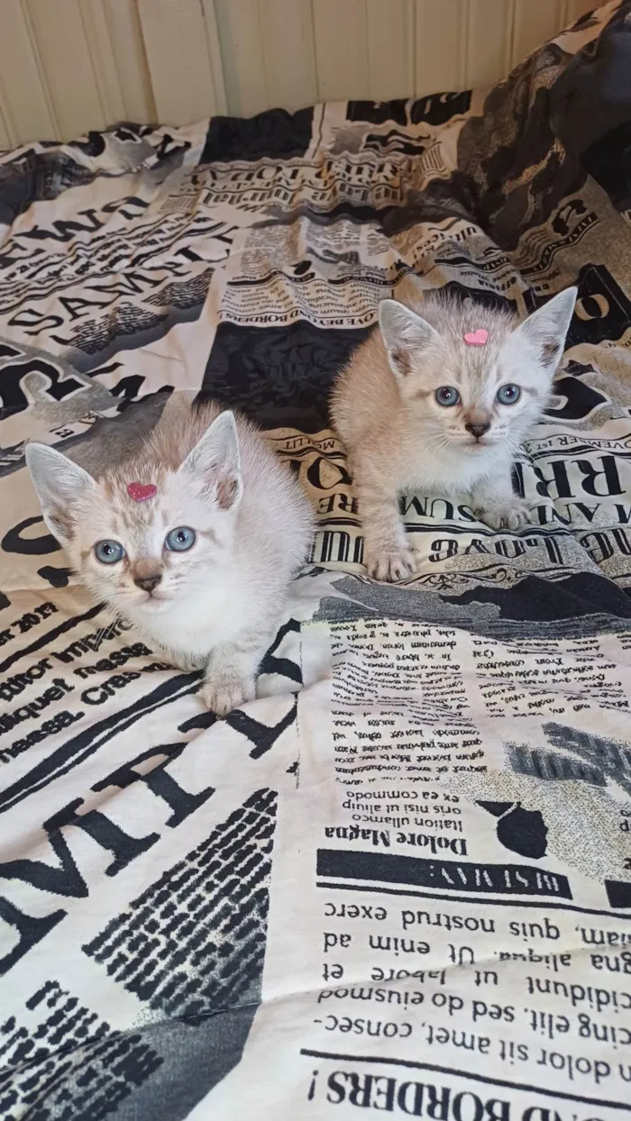 Gato ra a Siamês idade Abaixo de 2 meses nome Siamesas brancas adocao