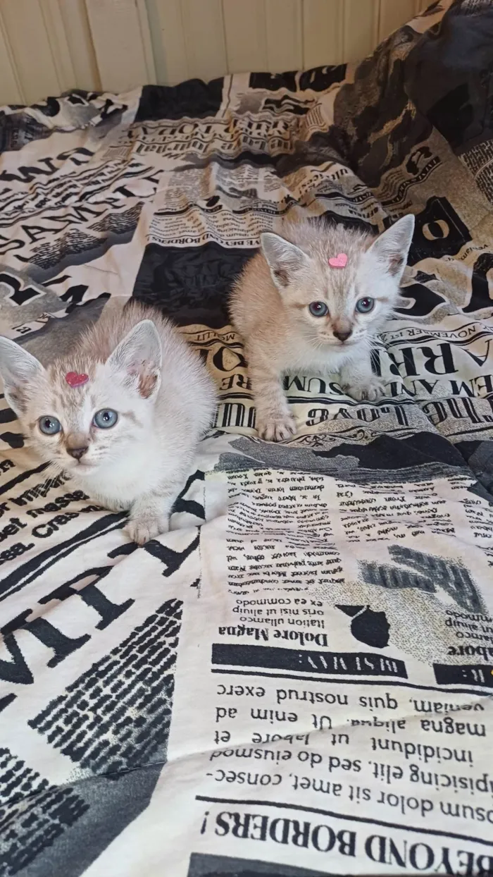 Gato ra a Siamês idade Abaixo de 2 meses nome Siamesas brancas adocao
