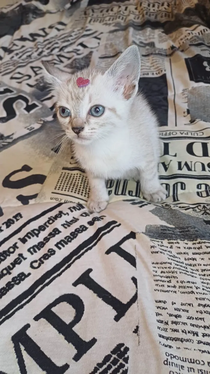 Gato ra a Siamês idade Abaixo de 2 meses nome Siamesas brancas adocao