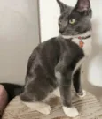 Bruce