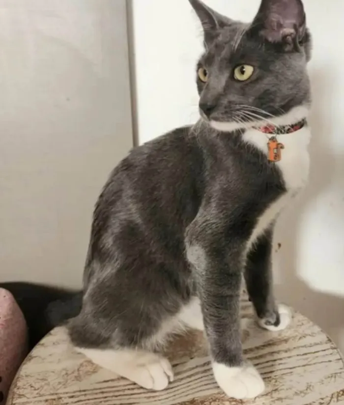 Gato ra a SRD-ViraLata idade 7 a 11 meses nome Bruce