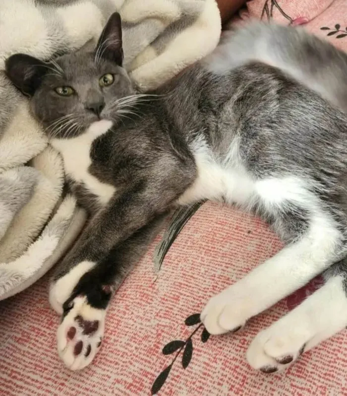 Gato ra a SRD-ViraLata idade 7 a 11 meses nome Bruce