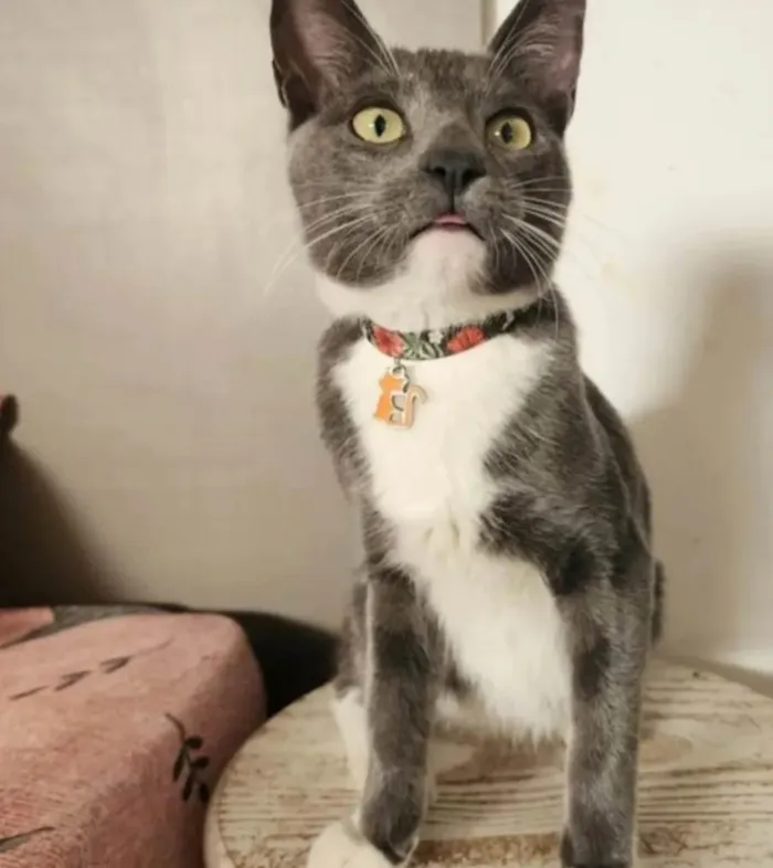 Gato ra a SRD-ViraLata idade 7 a 11 meses nome Bruce