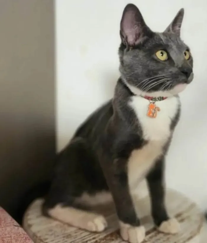 Gato ra a SRD-ViraLata idade 7 a 11 meses nome Bruce