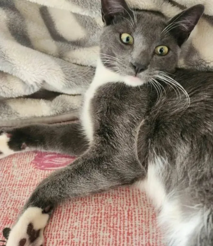Gato ra a SRD-ViraLata idade 7 a 11 meses nome Bruce