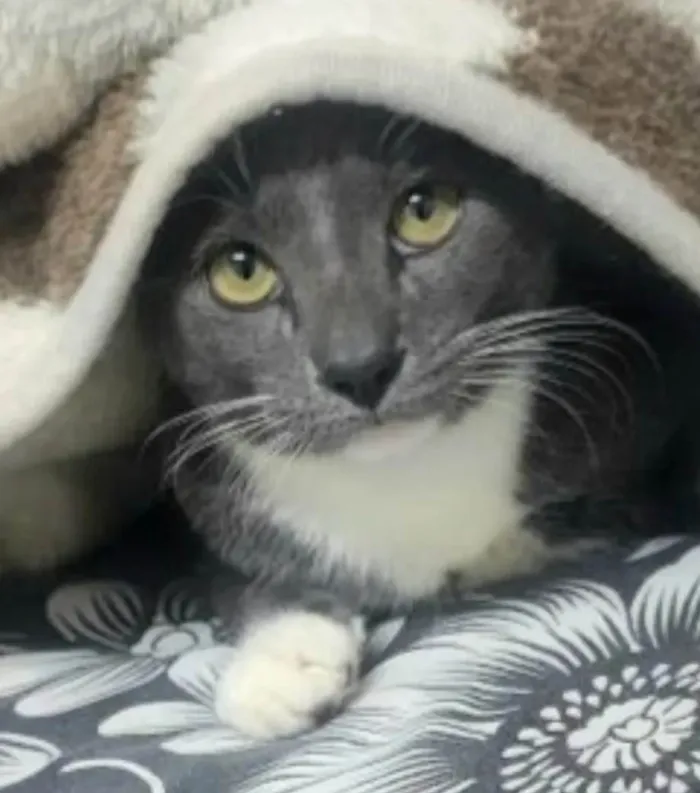 Gato ra a SRD-ViraLata idade 7 a 11 meses nome Bruce