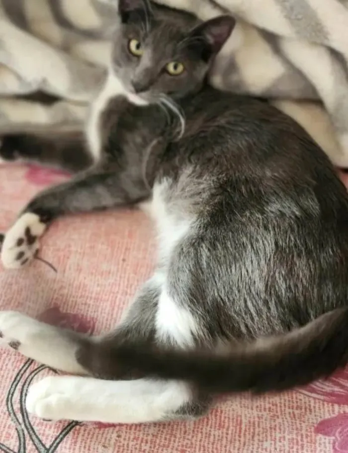 Gato ra a SRD-ViraLata idade 7 a 11 meses nome Bruce