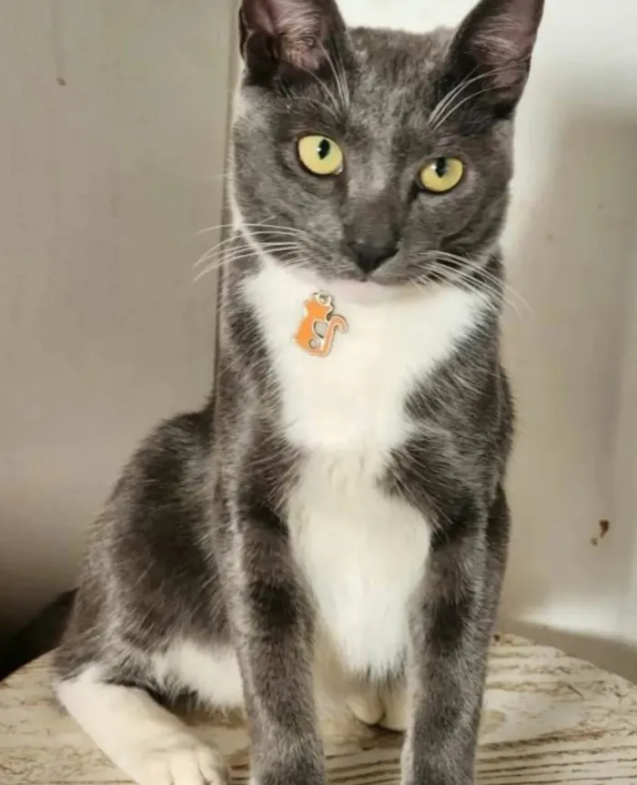 Gato ra a SRD-ViraLata idade 7 a 11 meses nome Bruce