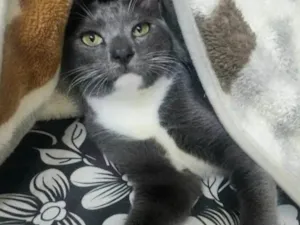 Gato raça SRD-ViraLata idade 7 a 11 meses nome Bruce
