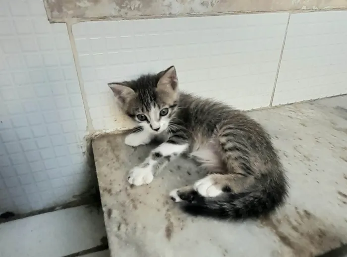 Gato ra a SRD-ViraLata idade 2 a 6 meses nome Carlos
