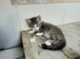 Carlos