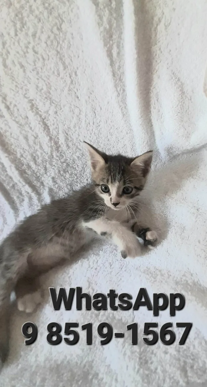 Gato ra a SRD-ViraLata idade 2 a 6 meses nome Carlos