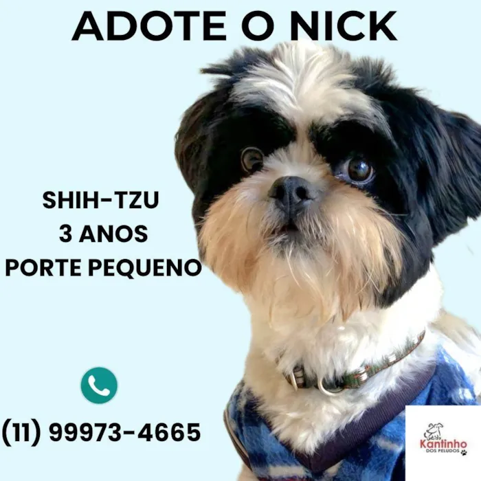 Cachorro ra a Shitzu idade 3 anos nome Nick
