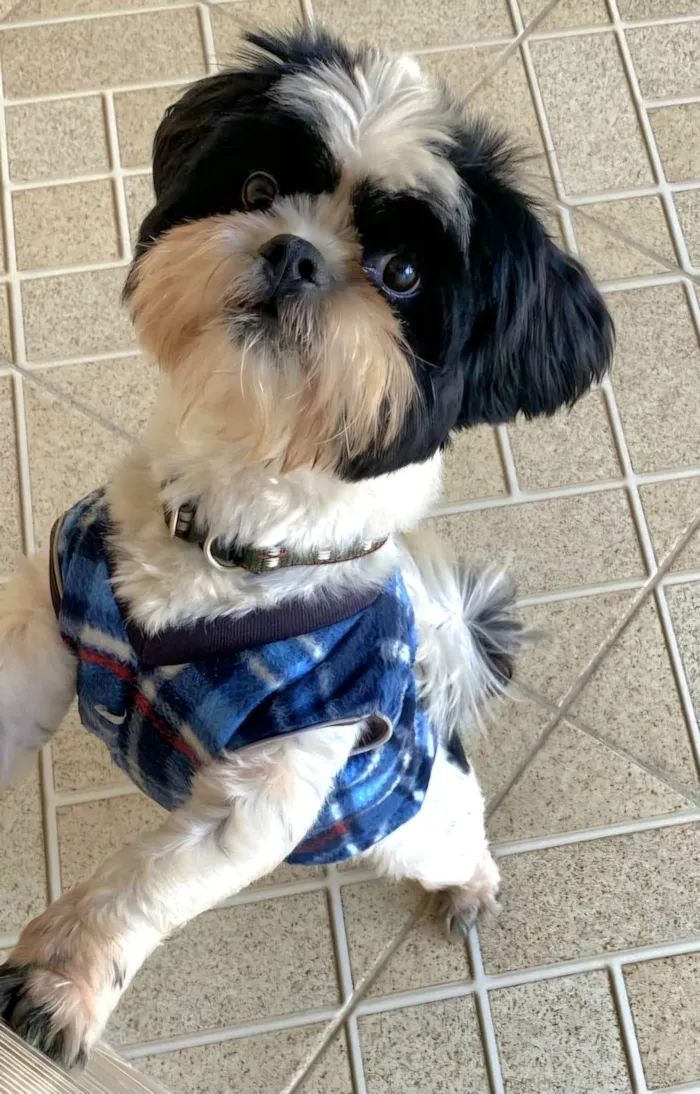 Cachorro ra a Shitzu idade 3 anos nome Nick