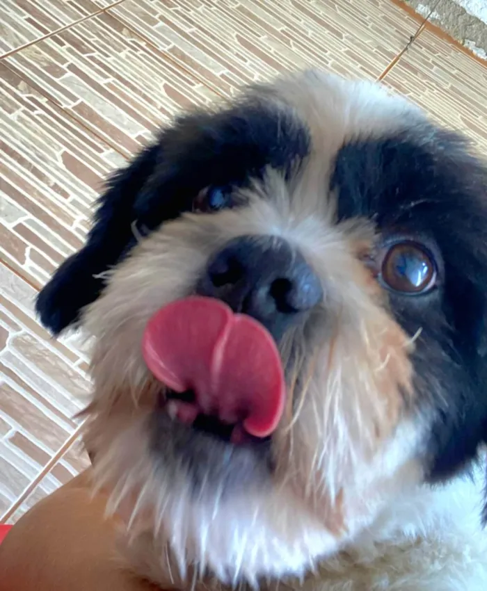 Cachorro ra a Shitzu idade 3 anos nome Nick