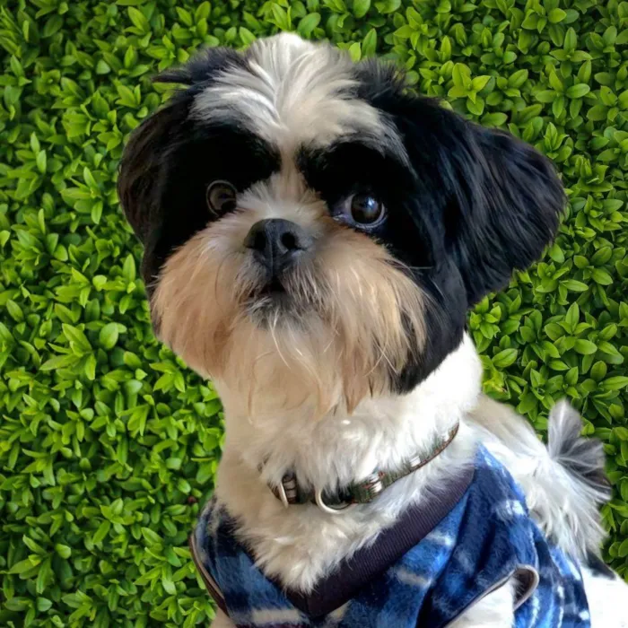 Cachorro ra a Shitzu idade 3 anos nome Nick