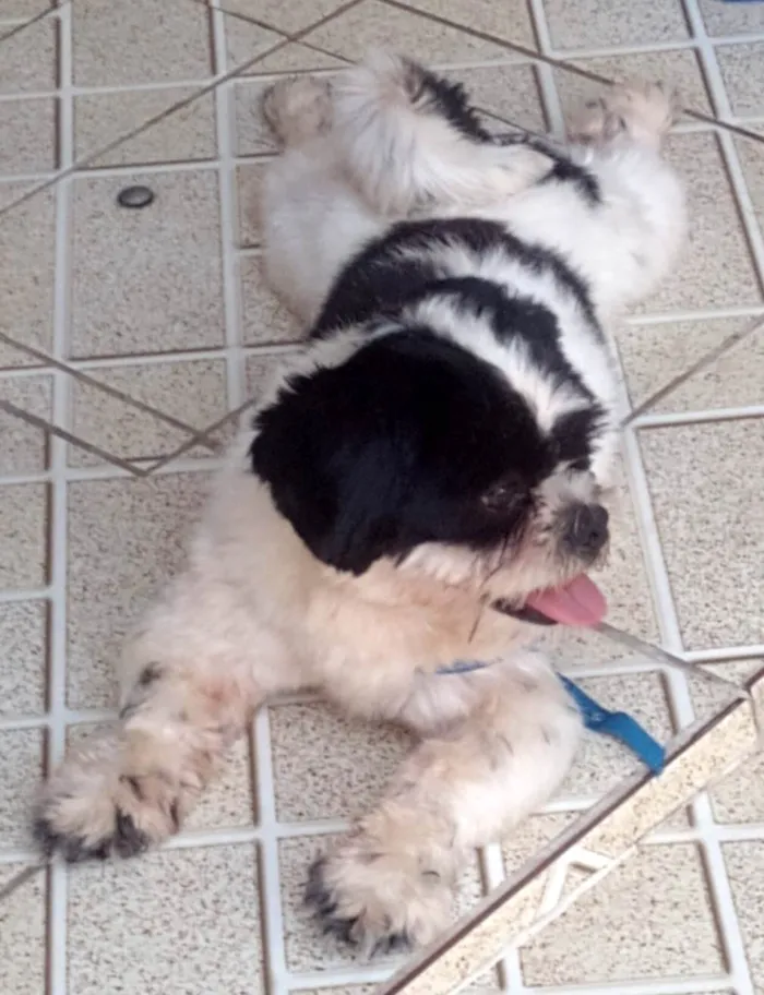 Cachorro ra a Shitzu idade 3 anos nome Nick