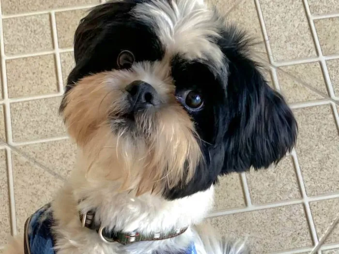 Cachorro ra a Shitzu idade 3 anos nome Nick