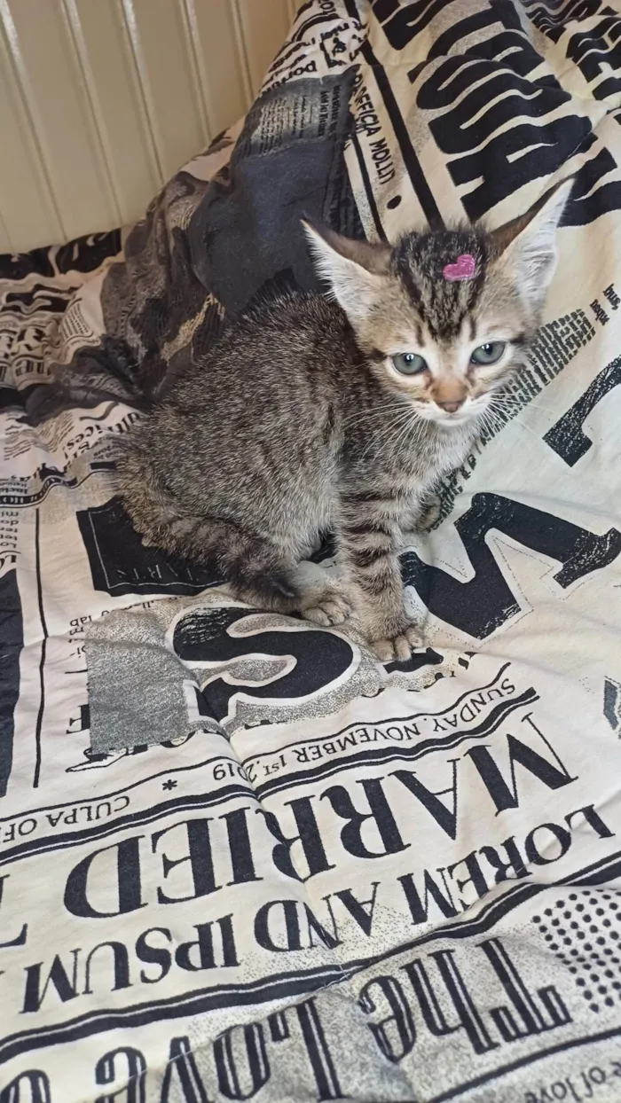 Gato ra a SRD-ViraLata idade Abaixo de 2 meses nome Ceci adocao