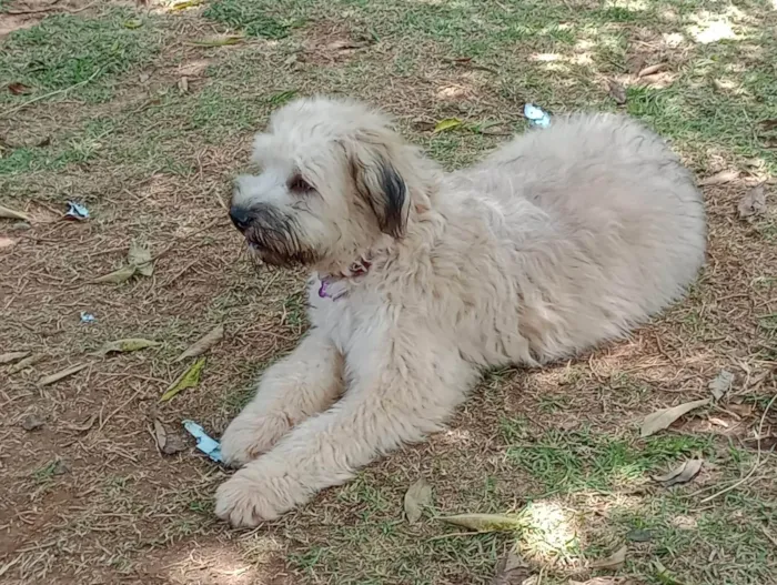 Cachorro ra a SRD-ViraLata idade 7 a 11 meses nome Bolotinha