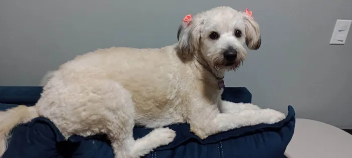 Cachorro ra a SRD-ViraLata idade 7 a 11 meses nome Bolotinha