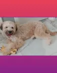 Bolotinha