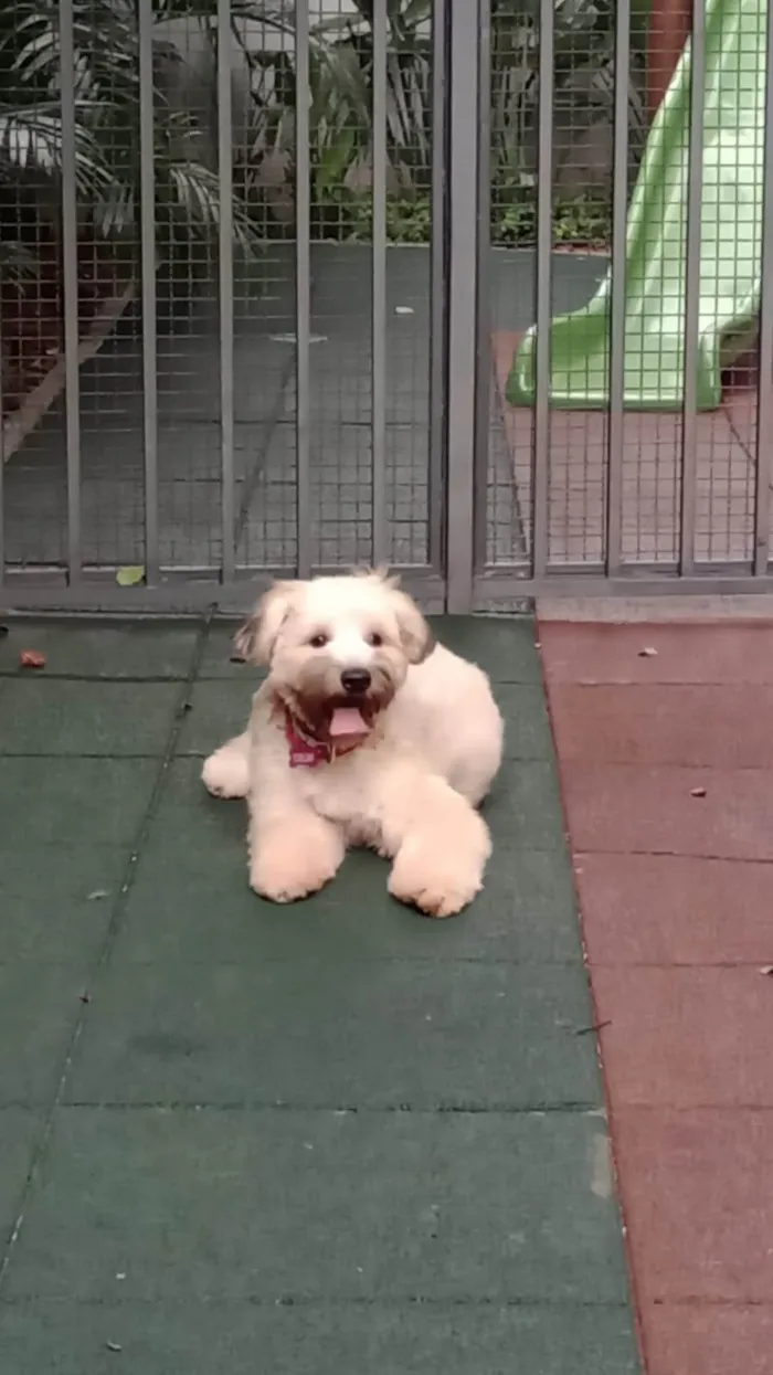 Cachorro ra a SRD-ViraLata idade 7 a 11 meses nome Bolotinha