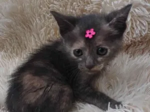 Gato raça SRD-ViraLata idade Abaixo de 2 meses nome Bebê cinza adocao
