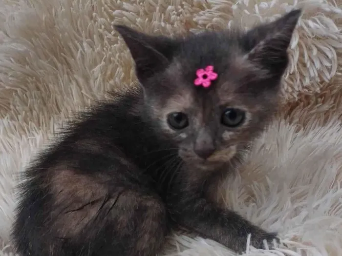 Gato ra a SRD-ViraLata idade Abaixo de 2 meses nome Bebê cinza adocao
