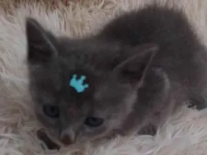 Gato raça Exótico idade Abaixo de 2 meses nome Russo azul adocao