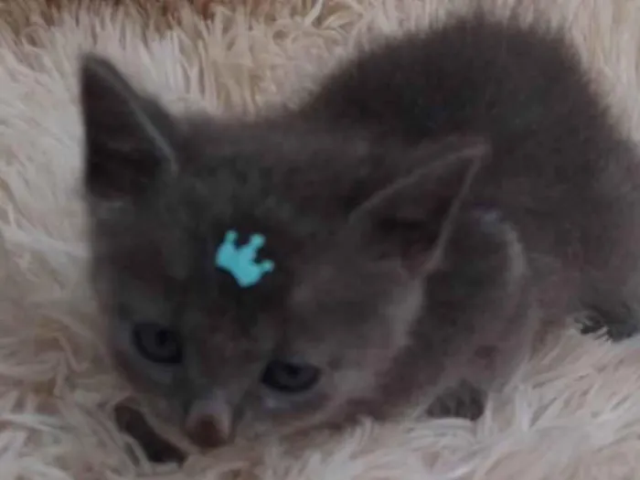 Gato ra a Exótico idade Abaixo de 2 meses nome Russo azul adocao