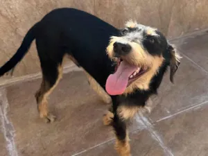 Cachorro raça SRD-ViraLata idade 1 ano nome Barbudinho