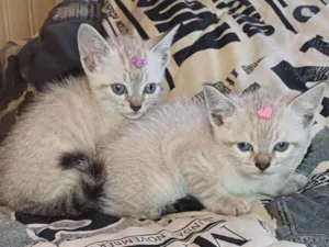 Gato raça Siamês idade Abaixo de 2 meses nome Siamesas brancas adocao
