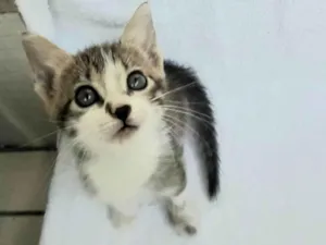 Gato raça SRD-ViraLata idade 2 a 6 meses nome Carlos