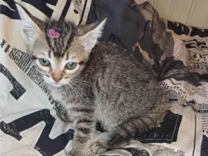 Gato raça SRD-ViraLata idade Abaixo de 2 meses nome Ceci adocao