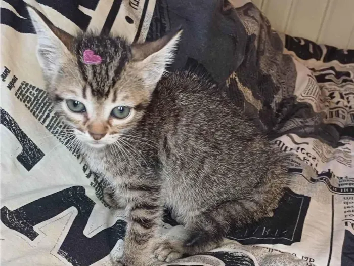 Gato ra a SRD-ViraLata idade Abaixo de 2 meses nome Ceci adocao