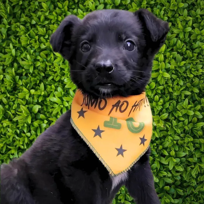Cachorro ra a SRD-ViraLata idade 2 a 6 meses nome Huguinho 